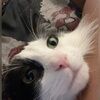meekmeowz